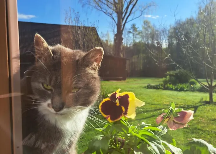 Korgemaee Puhketalu *